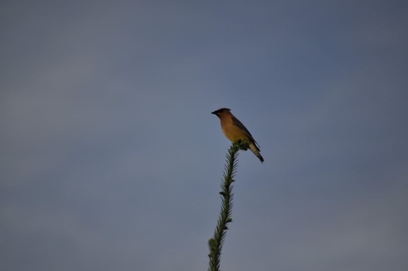 DSC_0011.jpg