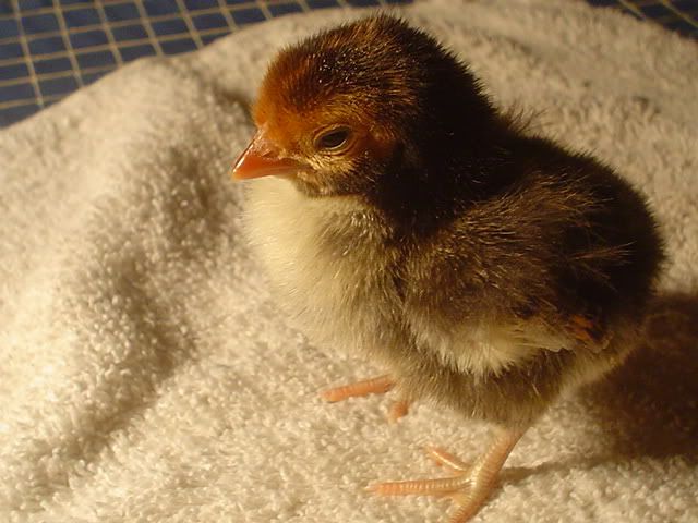 bantams002.jpg