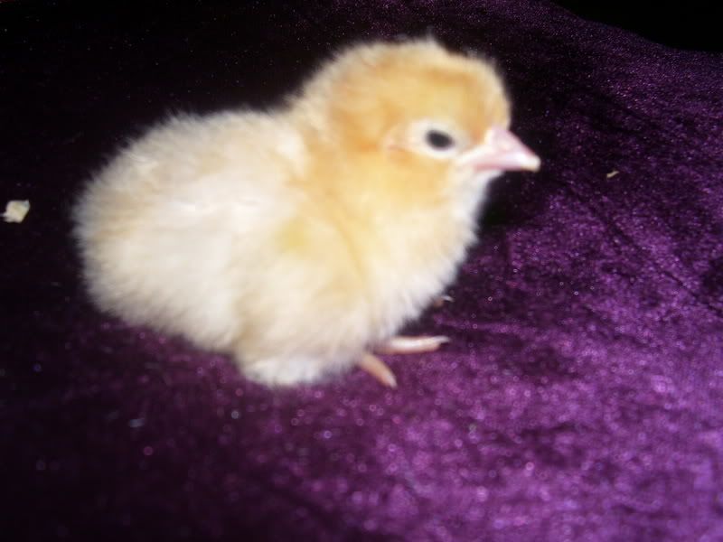 Chicks014.jpg
