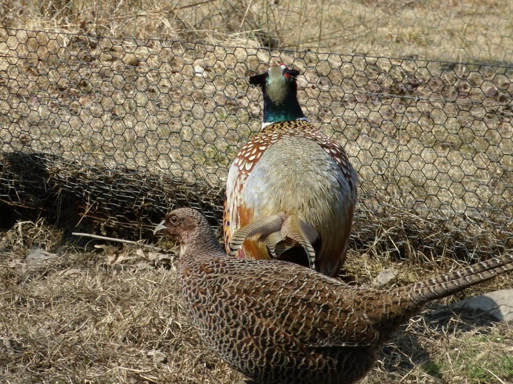 lavenderpheasant022.jpg