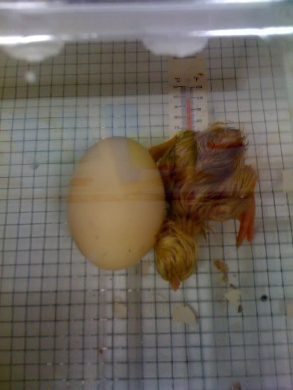 chick1.jpg
