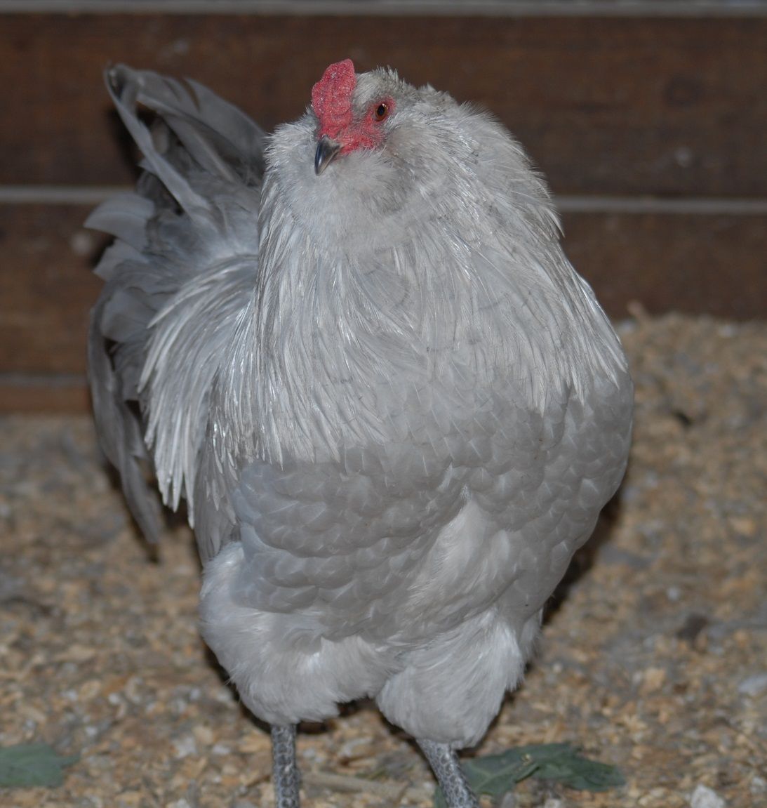 600x632px-LL-9247fe46_2011cockerel2.jpeg