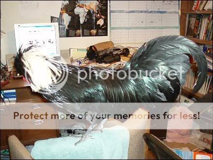 roberts_tail.jpg
