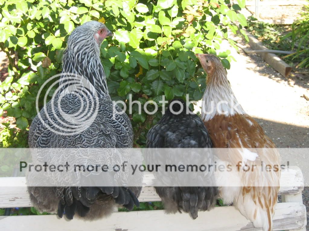 ChickensJuly27th2010126.jpg