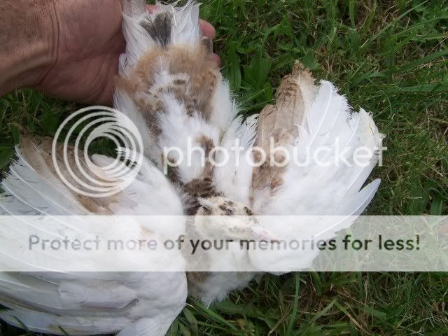 peachicks035.jpg