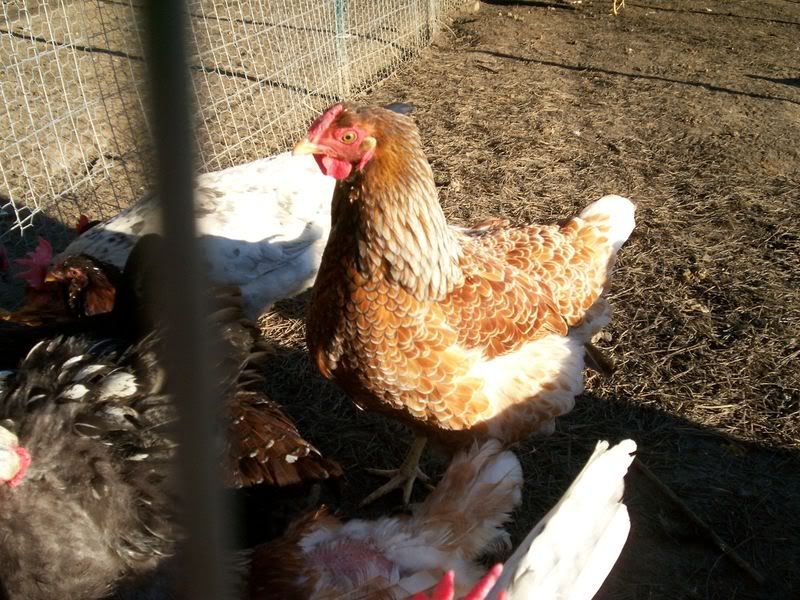 chickens3014.jpg