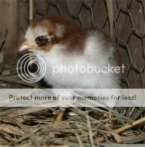 PaliminoChick.jpg
