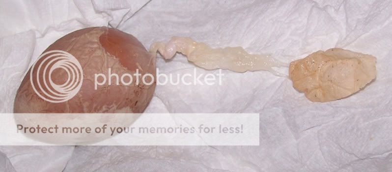 100_2115.jpg