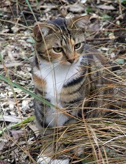 tabby_cat.jpg