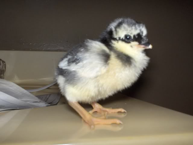 newchicks001.jpg