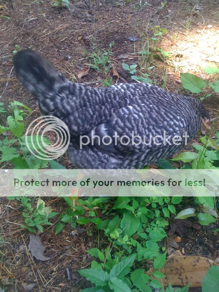 Picture835.jpg