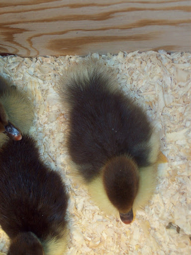 100_2034.JPG