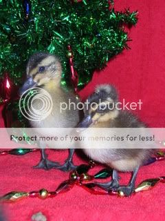 christmaschicks016.jpg