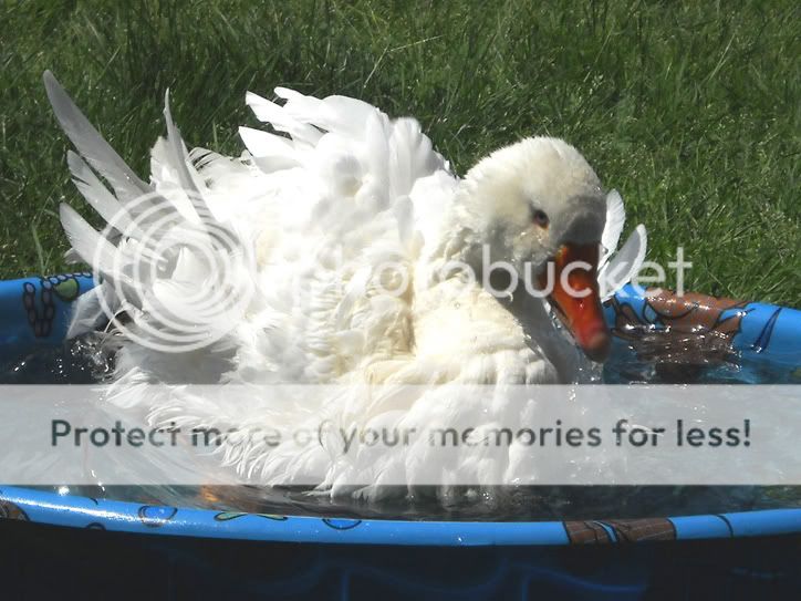 matoosesmallbyc.jpg