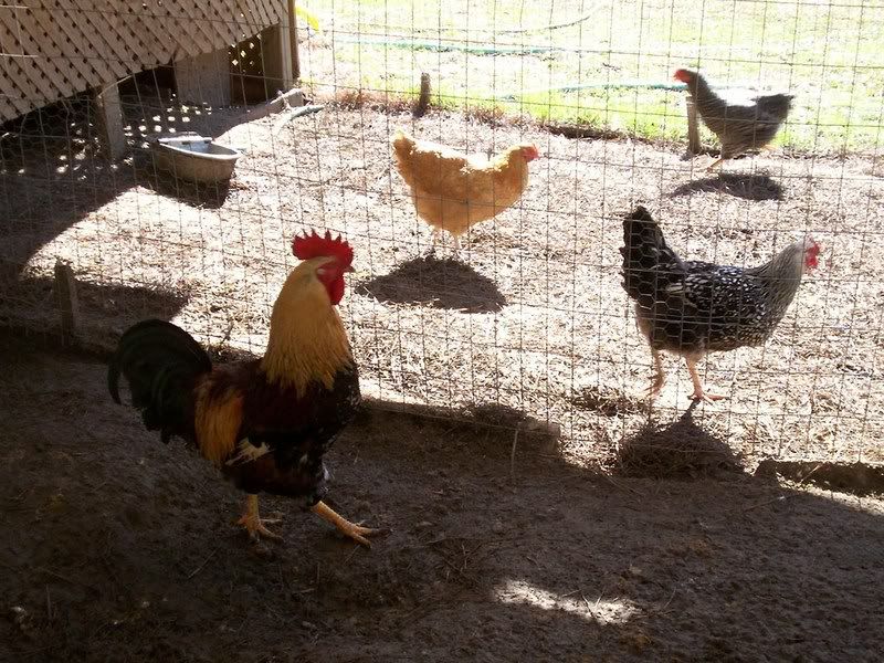 chickens005.jpg