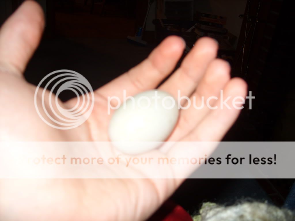 egg003.jpg