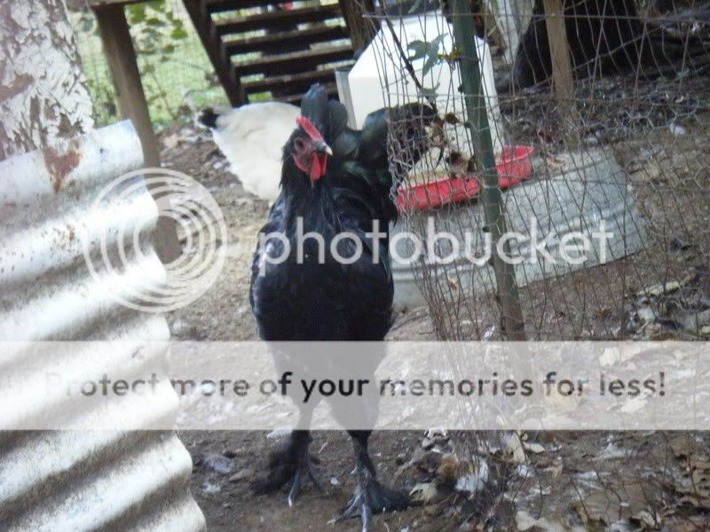 Chickenpics018.jpg