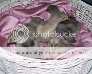 LBbabies-BMbabie-MFCPullets003.jpg