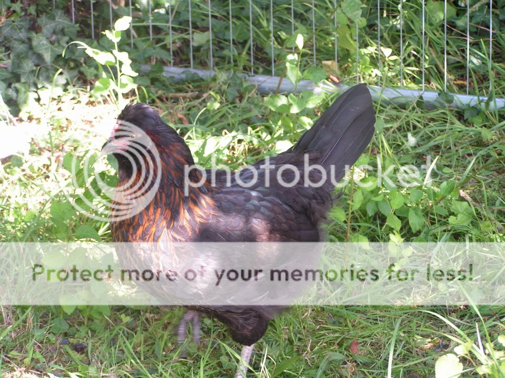 PICT0006.jpg