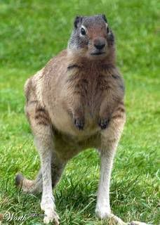 squirrelroo.jpg