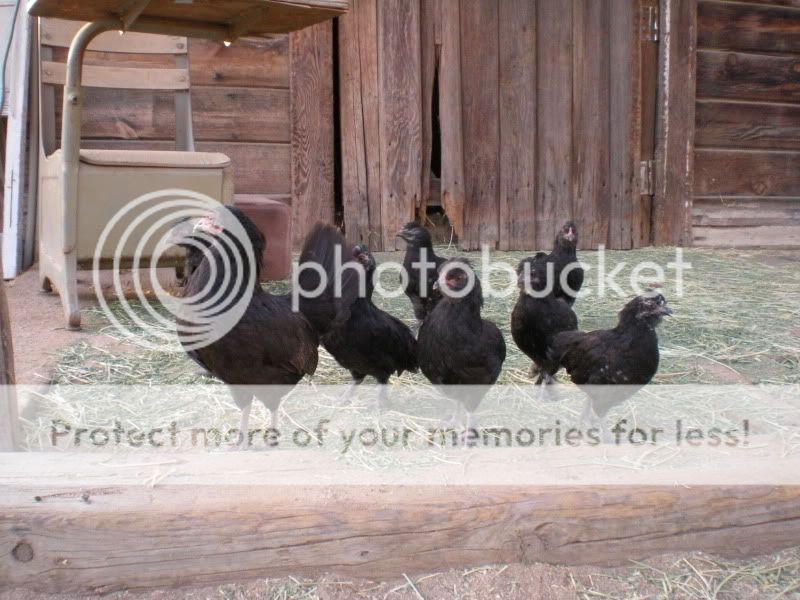 july302010086.jpg