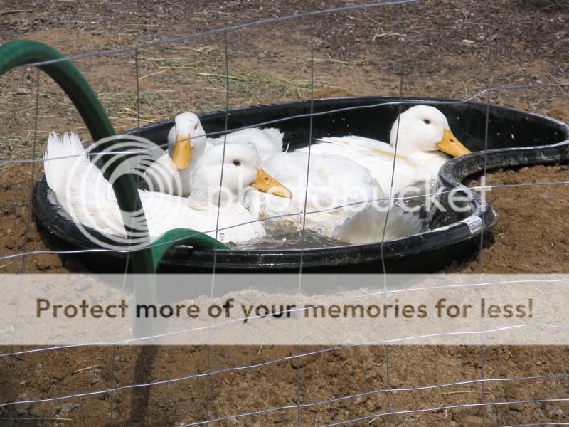 yardducks138.jpg