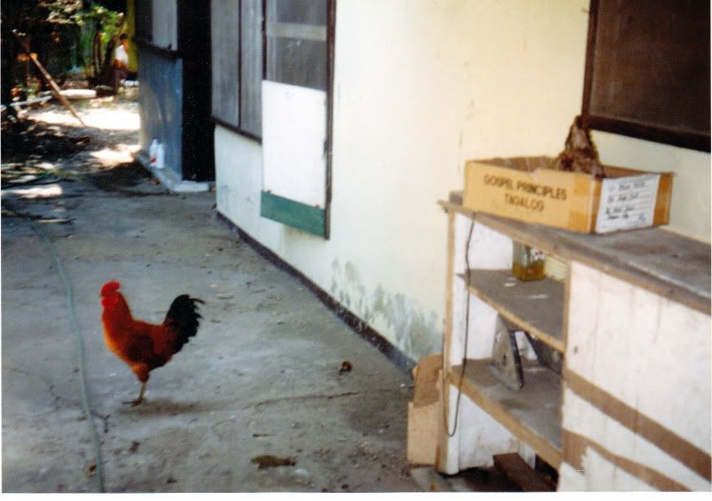 2Chickens.jpg