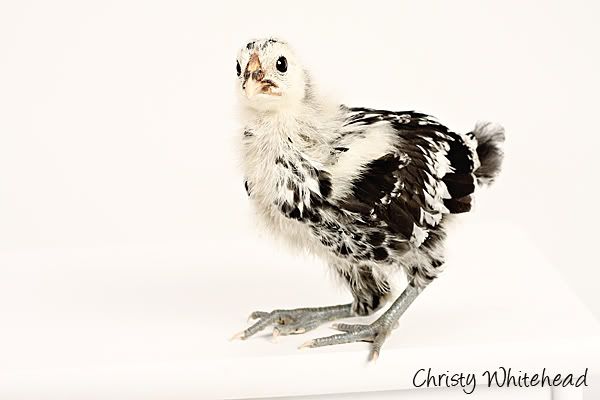 April23Chickens8042LRCW.jpg