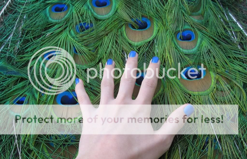 Bluepeacockpolish.jpg