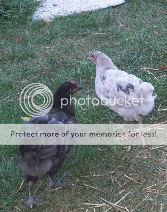 rooster1-1.jpg