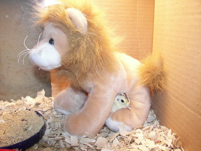 LionPheasant2.jpg