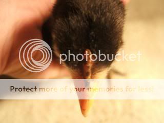 TSCChicks41609105.jpg