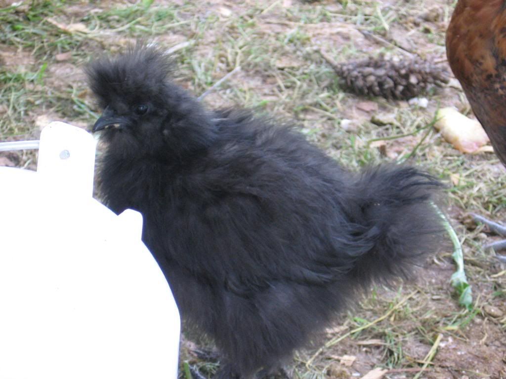 chickensngardens125.jpg