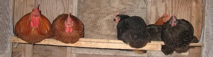 102407Roosting.jpg