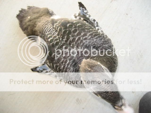 ducker004.jpg