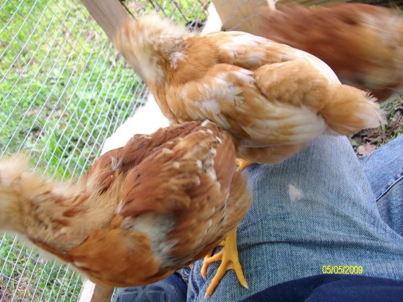 Chicksday25026.jpg