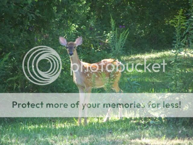 deer2010010.jpg
