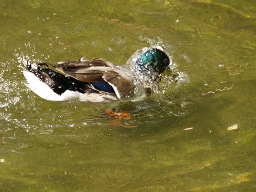 duck.jpg