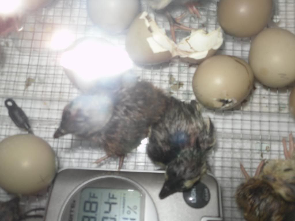 wildturkeypoults2010016.jpg