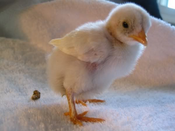chicks5.jpg
