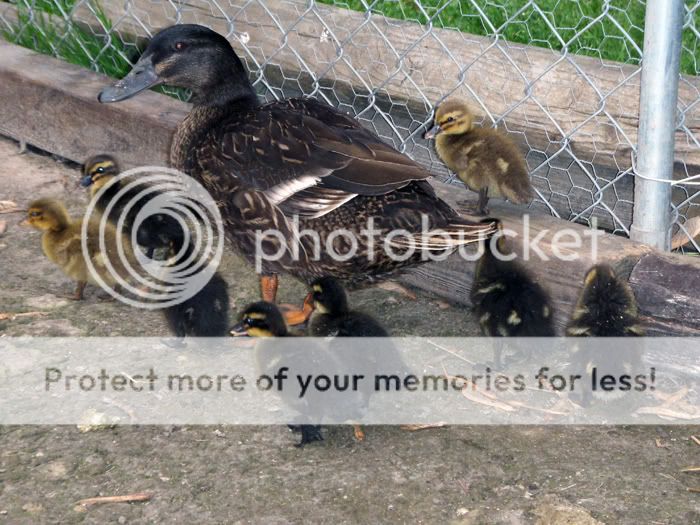 ducklings1.jpg