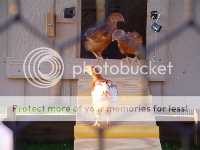 DSC03049.jpg
