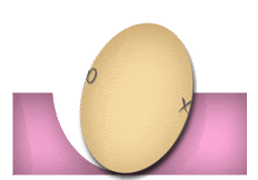 egg-turning-1.gif
