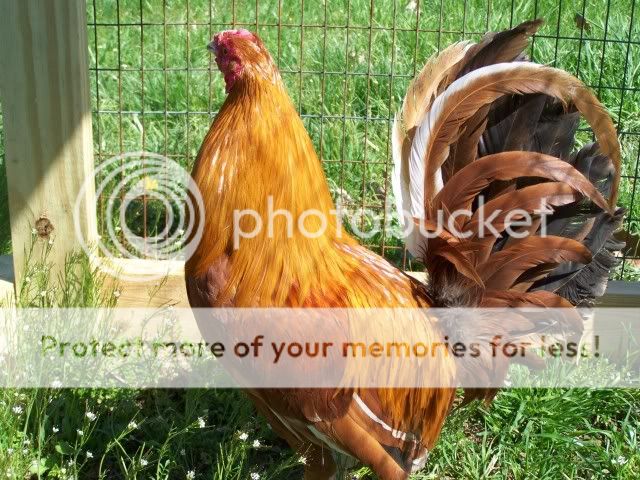 chicken051.jpg