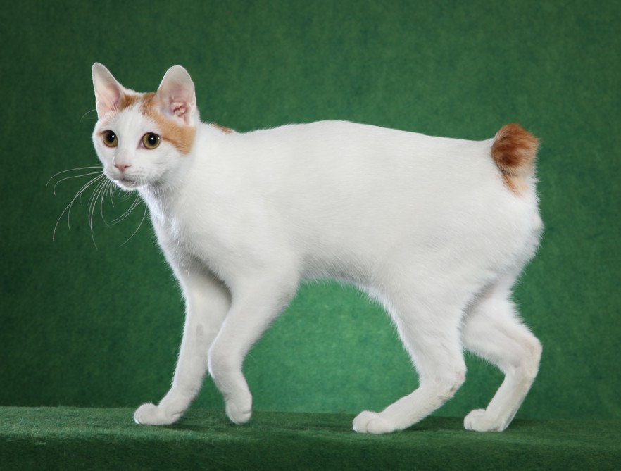2011_1CAT_Wyndchymes_Worth_Waiting_For.JPG