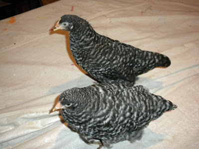 DSCN2144.JPG