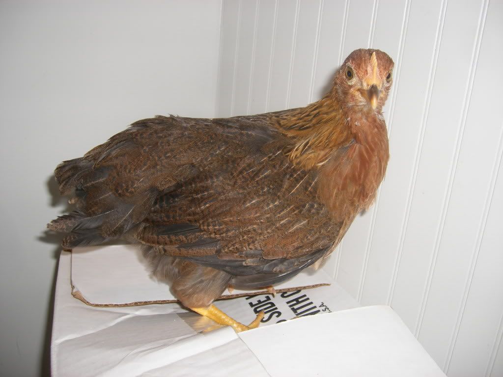 DSCF1936.jpg