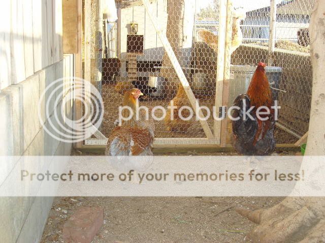 Chickens200.jpg