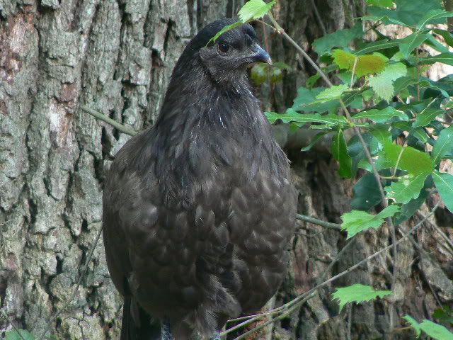 dunhen1.jpg