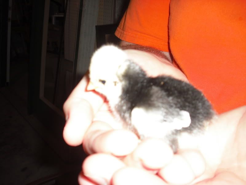 Chicks022.jpg